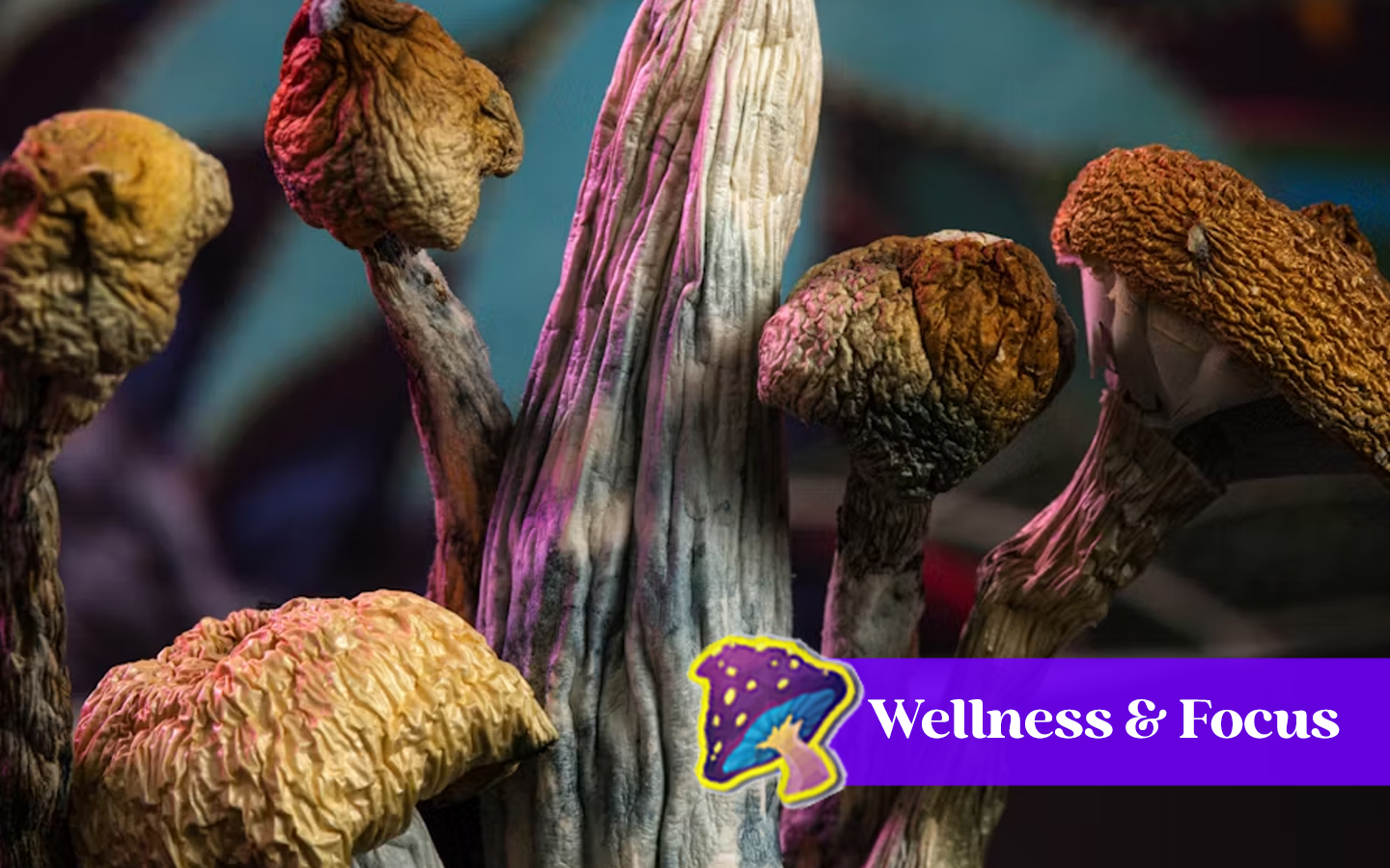 Can You Buy Magic Mushrooms Online in Canada for Wellness and Focus?