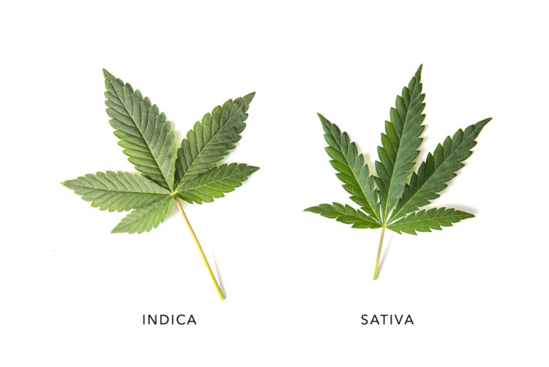 Sativa vs. Indica: What’s the Real Difference?