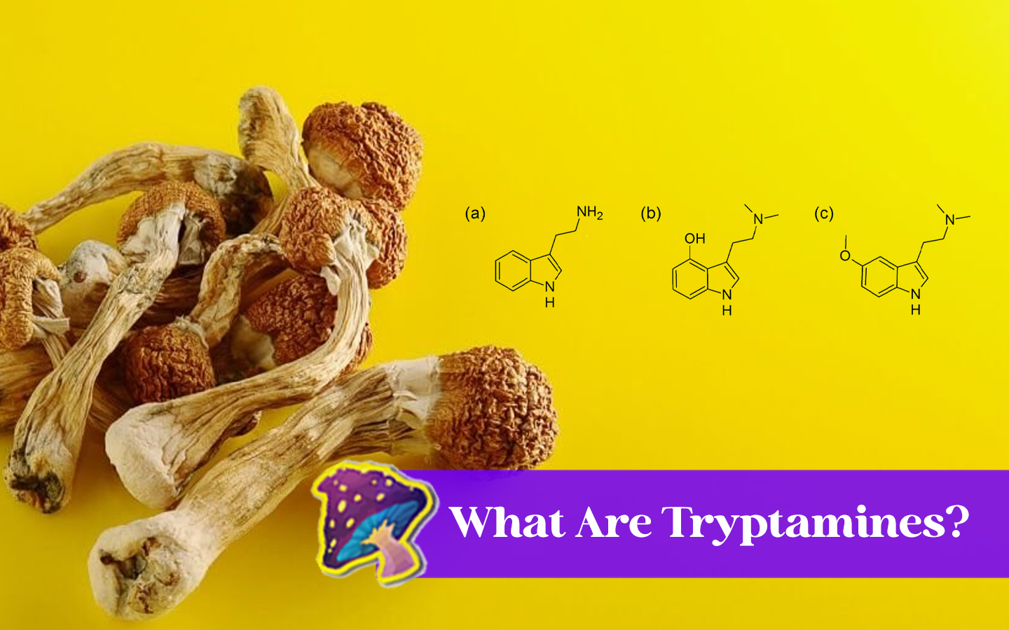 What Are Tryptamines?