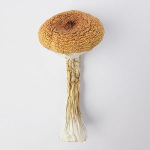 Blue Meanie Magic Mushroom