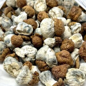 Blue Pulaski Mushrooms