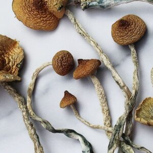 Mazatepec Magic Mushrooms