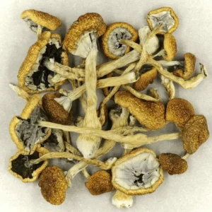 Cambodian Magic Mushroom
