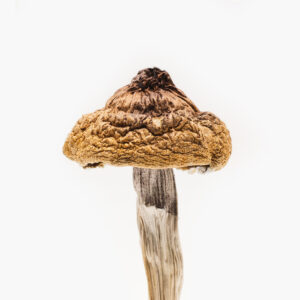 Buy B+ Magic Mushroom