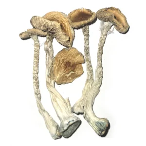 PE 6 Magic Mushrooms