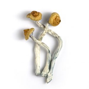 Orissa Magic Mushrooms