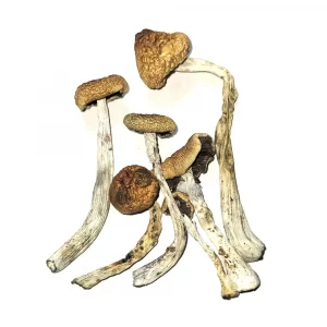 Tidal Wave Penis Envy Magic Mushroom