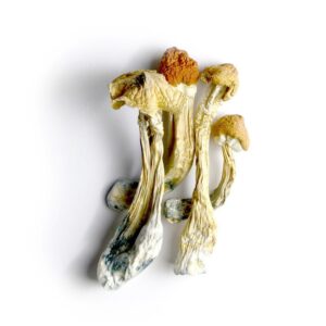 Tri-Colour PE Magic Mushroom