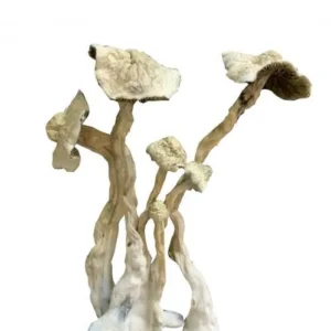 A+ Magic Mushrooms