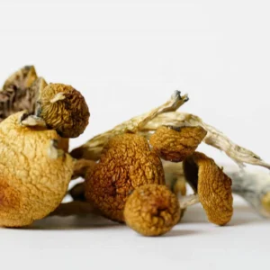 Texas Penis Envy mushrooms